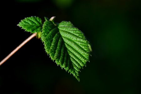 Leaf Vegetation Macro Photography Branch photo