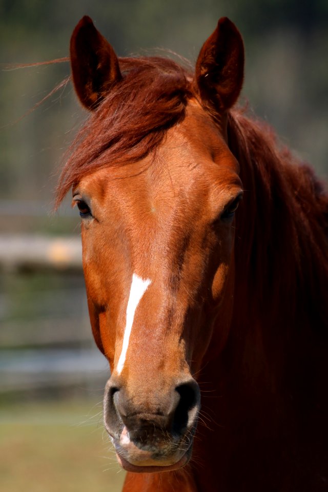 Horse Bridle Mane Halter