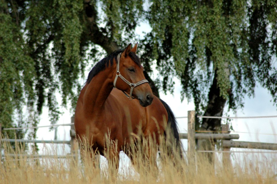 Horse Bridle Mane Stallion