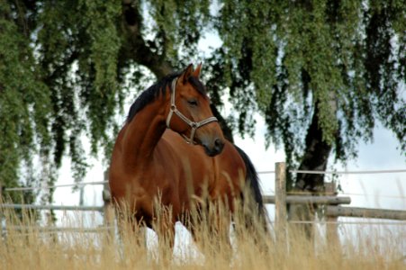 Horse Bridle Mane Stallion