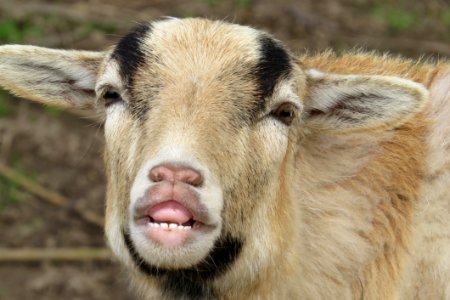 Goats Goat Fauna Eye photo