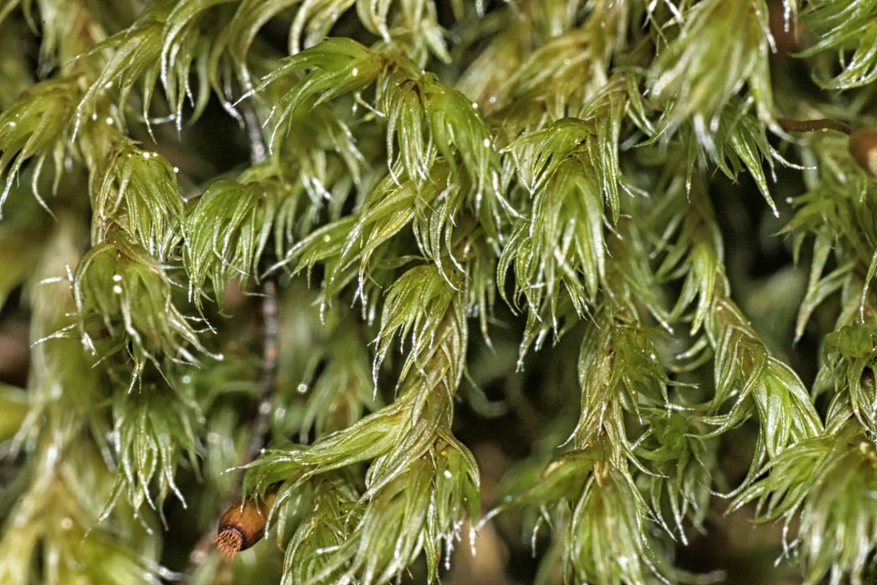 Waxy green nature