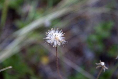 Flora Flower Plant Dandelion