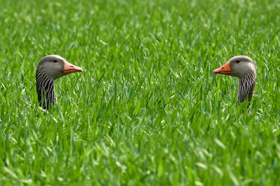 Bird Fauna Beak Ecosystem