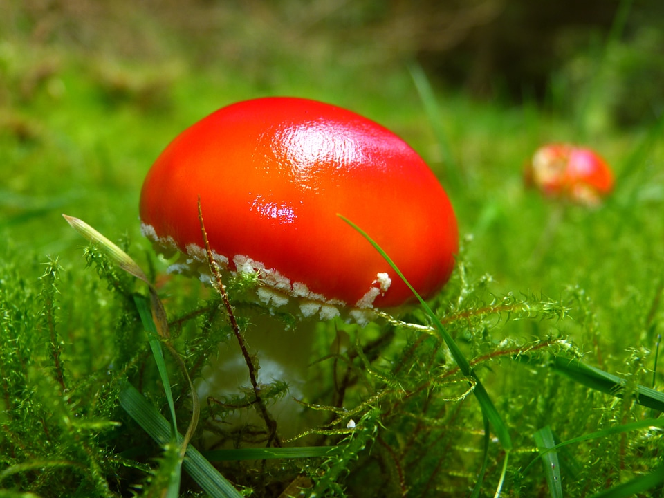 Red fly agaric mushroom forest nature