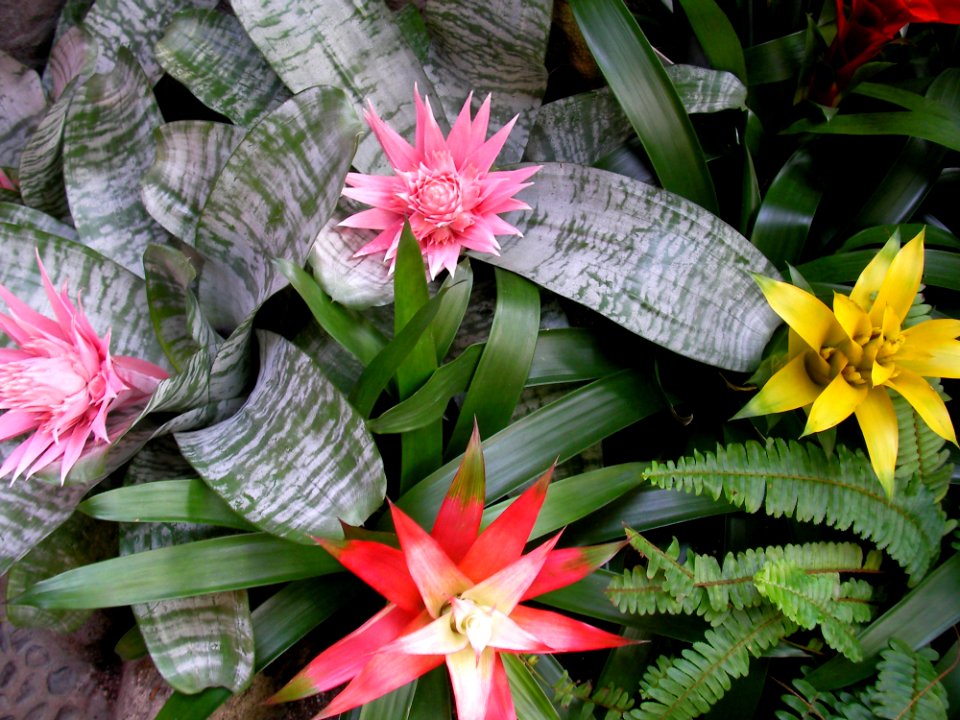 Plant Flower Flora Leaf