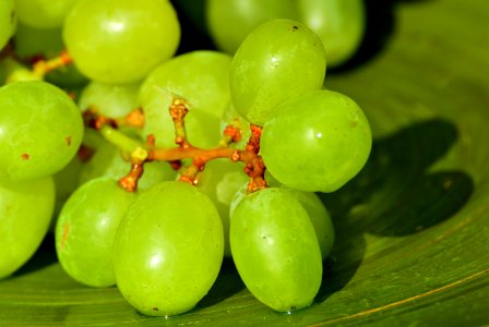 Grape Fruit Grapevine Family Seedless Fruit photo