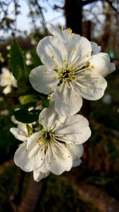 White Flower Blossom Spring