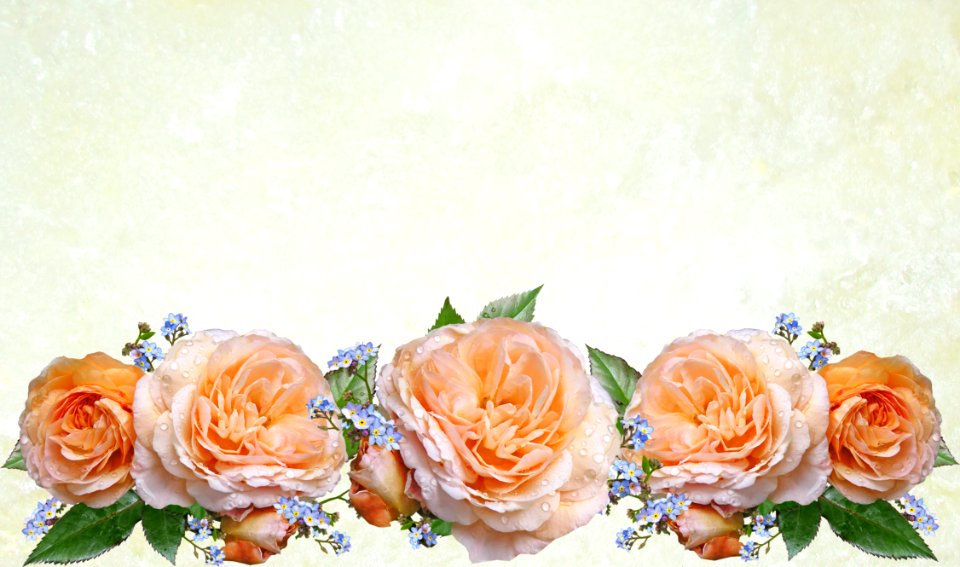 Flower Rose Rose Family Flower Arranging photo