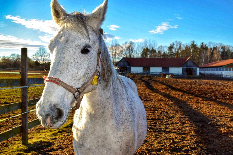 Horse Horse Like Mammal Mane Pack Animal