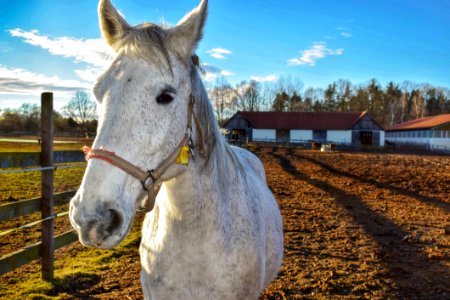 Horse Horse Like Mammal Mane Pack Animal