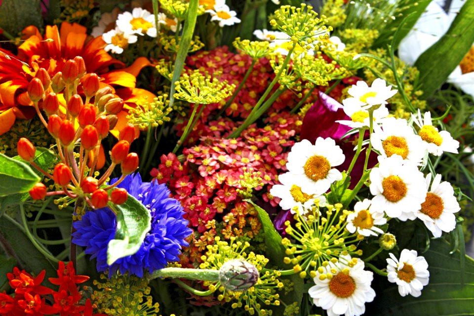 Flower Floristry Plant Wildflower