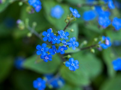 Blue Flower Plant Flowering Plant