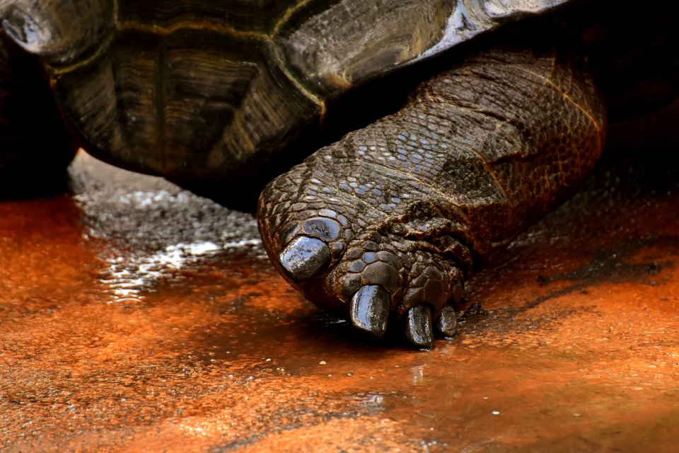 Turtle Tortoise Fauna Reptile