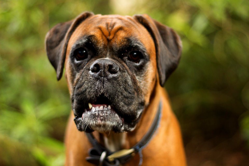 Dog Dog Like Mammal Dog Breed Boxer photo