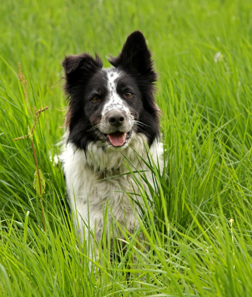 Dog Dog Breed Dog Like Mammal Border Collie