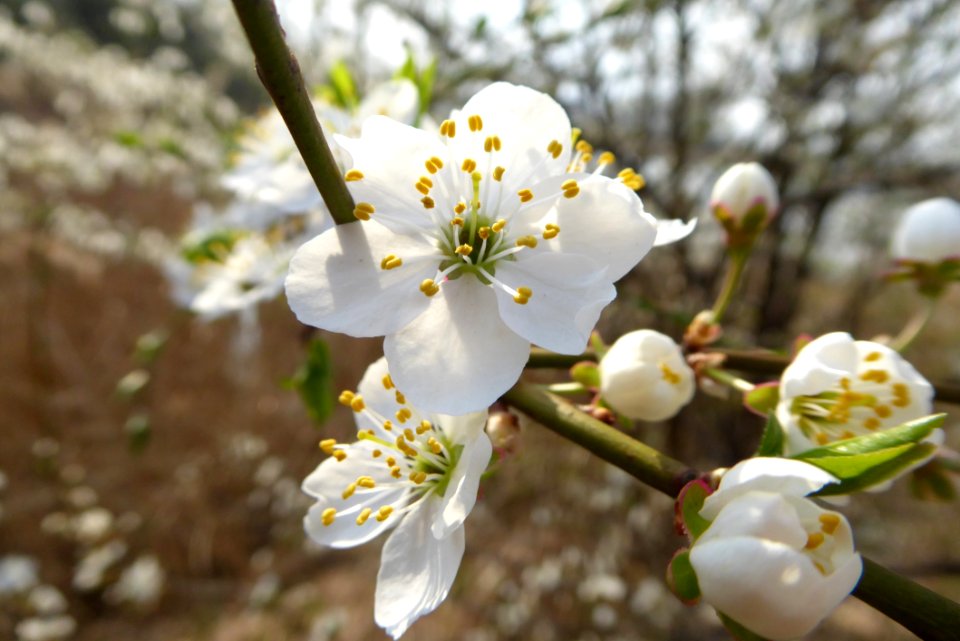 White Blossom Spring Flower