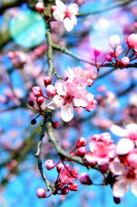 Blossom Branch Pink Spring photo