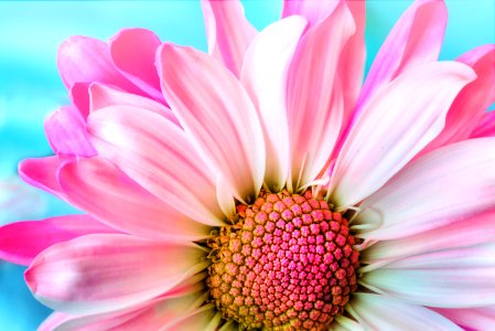 Flower Pink Flowering Plant Petal photo