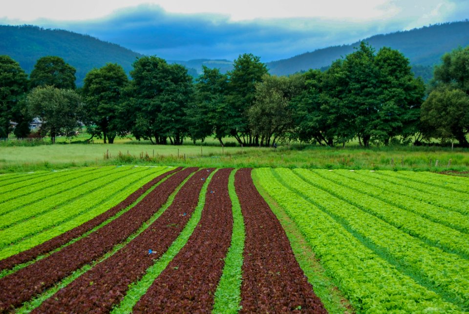 Field Agriculture Crop Vegetation