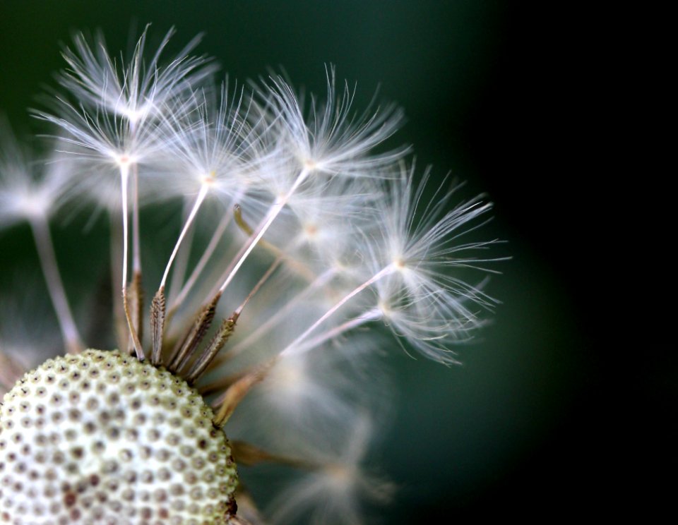 Flower Dandelion Plant Close Up