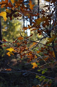 Foliage fall tree