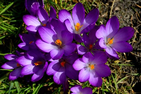 Flower Crocus Flowering Plant Plant