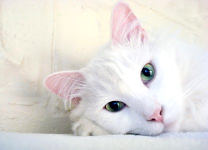 Cat White Face Skin photo