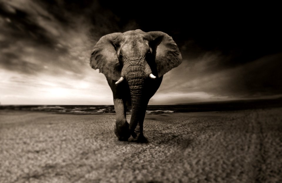 Elephants And Mammoths Elephant Black And White Mammal