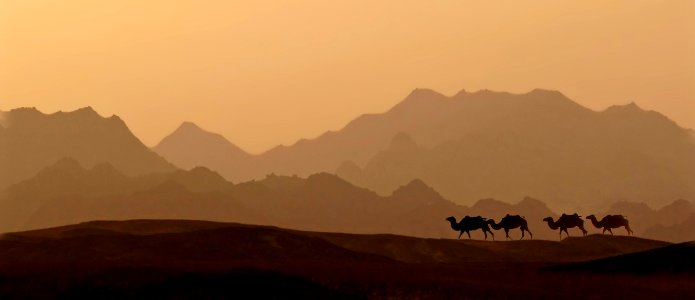 Ecosystem Sky Desert Camel photo