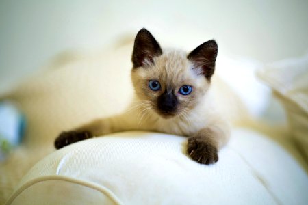 Cat Siamese Thai Small To Medium Sized Cats photo