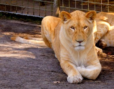 Lion Wildlife Mammal Fauna photo
