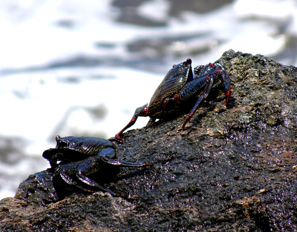 Amphibian Decapoda Animal Source Foods Crab