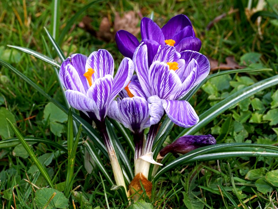 Flower Plant Crocus Flora photo