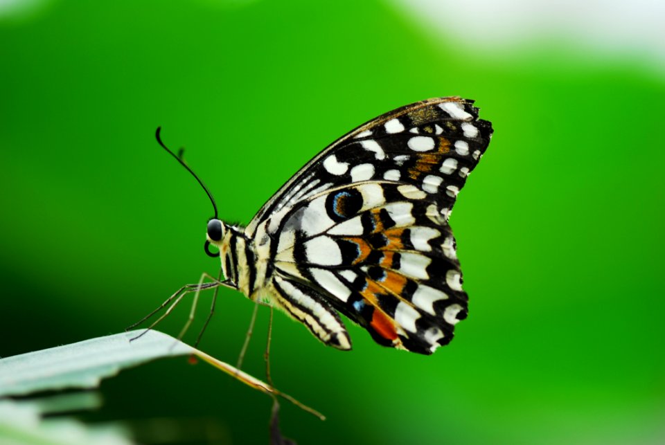Butterfly Moths And Butterflies Insect Invertebrate