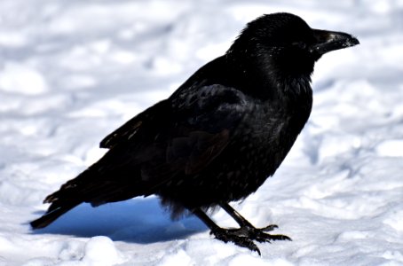 Bird American Crow Crow Like Bird Crow