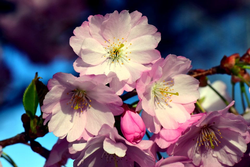 Flower Blossom Spring Cherry Blossom