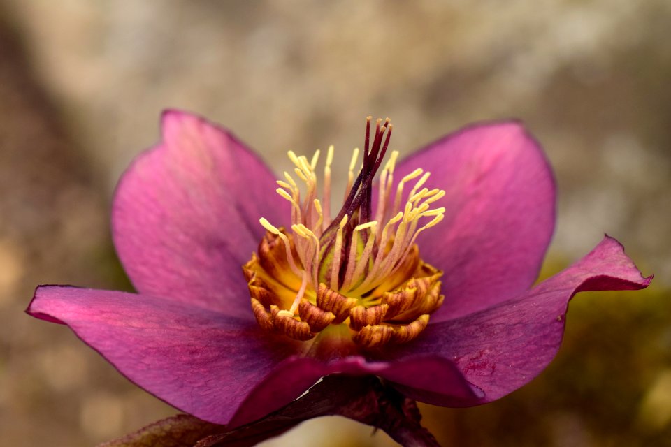 Flower Flora Plant Wildflower