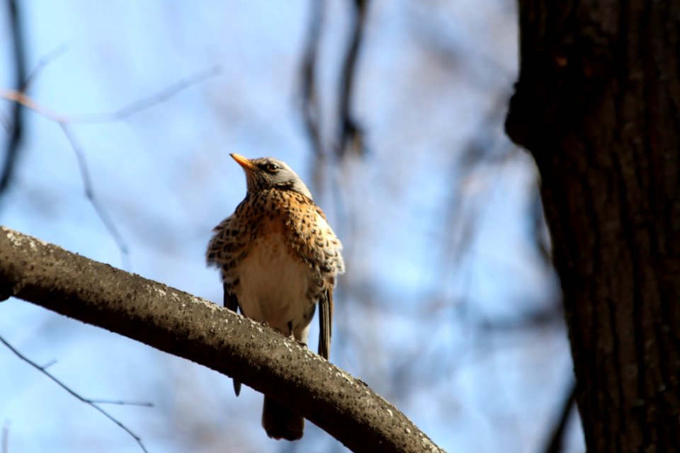 Bird Fauna Beak Wildlife photo