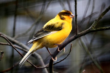 Bird Fauna Beak Finch photo