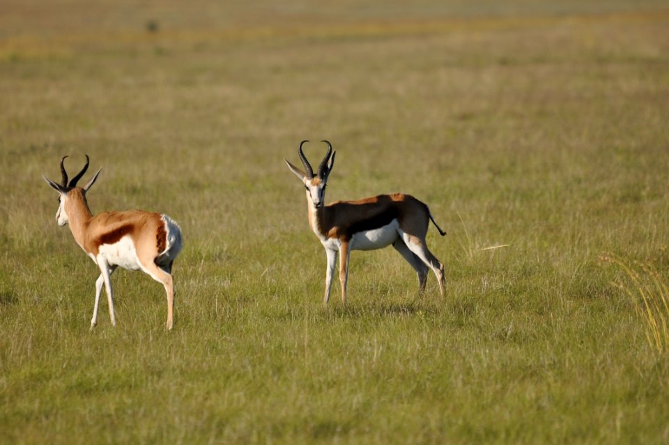 Wildlife Grassland Gazelle Springbok