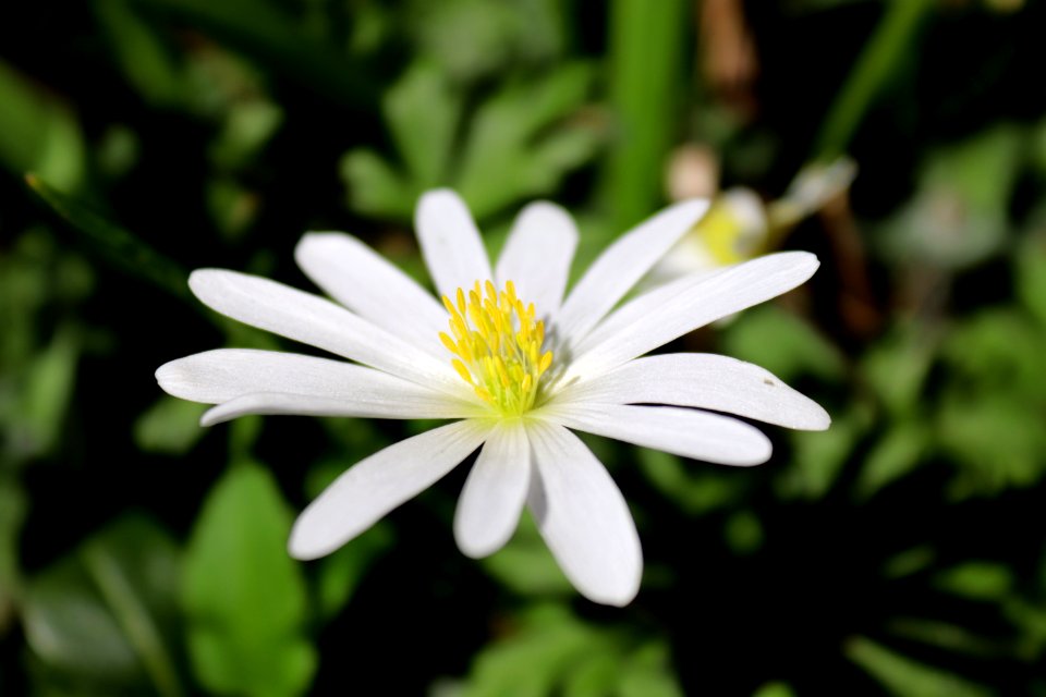 Flower Flora White Plant