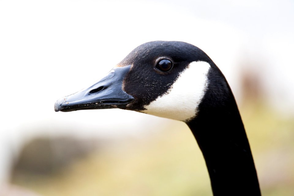 Bird Beak Water Bird Fauna