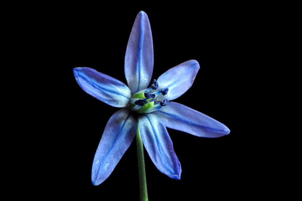 Flower Blue Flora Plant
