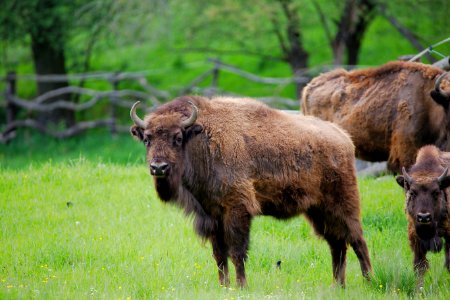 Bison Wildlife Terrestrial Animal Cattle Like Mammal photo