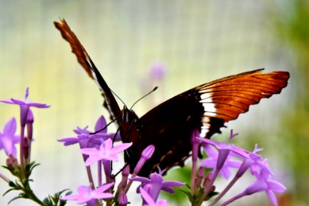 Butterfly Moths And Butterflies Insect Brush Footed Butterfly