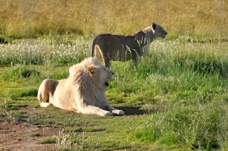 Wildlife Lion Grassland Ecosystem