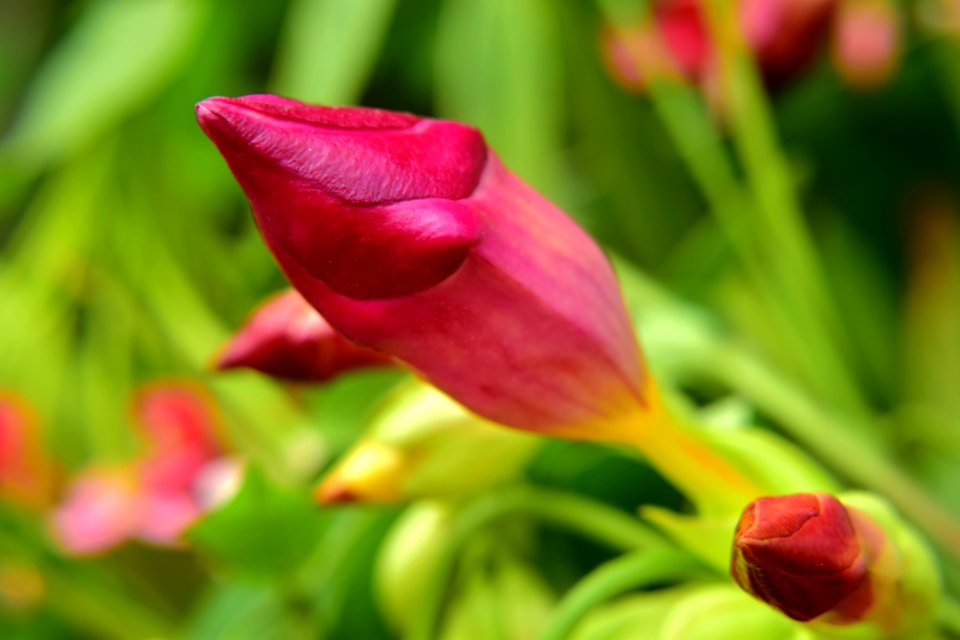 Flower Bud Flora Close Up