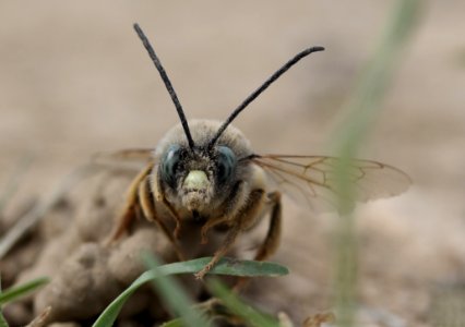 Insect Invertebrate Macro Photography Close Up