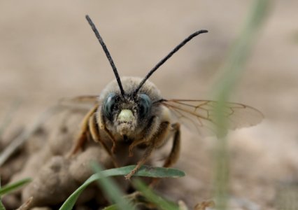 Insect Invertebrate Macro Photography Close Up photo